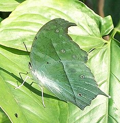 P. p. aethiops in South Africa