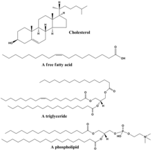 Lipids are commonly used in geologic studies to find evidence of oxygenic photosynthesis. Common lipids lmaps.png