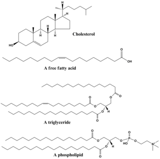 Structures of some common lipids. At the top are cholesterol and oleic acid. The middle structure is a triglyceride composed of oleoyl, stearoyl, and palmitoyl chains attached to a glycerol backbone. At the bottom is the common phospholipid, phosphatidylcholine. Common lipids lmaps.png