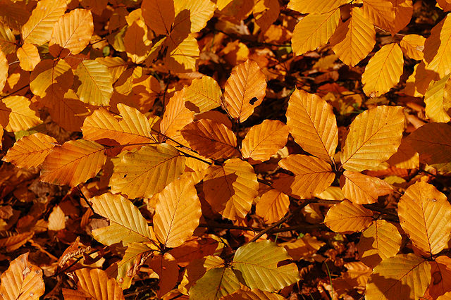 Листья бука европейского (Fagus sylvatica) осенью