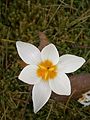 Crocus sieberi 'Bowles White'