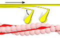 Phase 2 – Myosinköpfchen (gelb) spalten ATP zu ADP und Phosphat und führen dabei ihren Kraftschlag aus. Das gebundene Aktin wird dabei in Richtung des Kraftschlags verschoben. Der angedeutete Winkel beträgt etwa 50°.