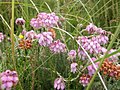 Cross-leaved heath