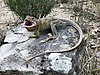 Reticulated collared lizard (Crotaphytus reticulatus), Duval County, Texas