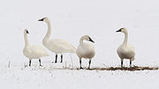 Tundra swan