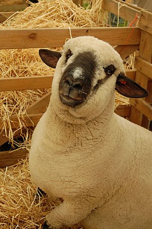 shropshire breed of sheep