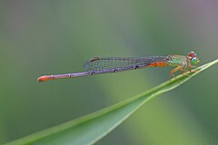 ♀ Ceriagrion cerinorubellum