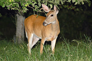 English: Night shot of whitetail deer eating.