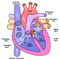 200px-Diagram_of_the_human_heart_%28cropped%29.svg.png