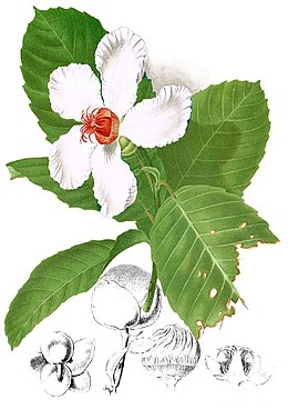 Dillenia philippinensis