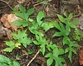 Dorstenia contrajerva