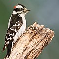 16 / Downy Woodpecker