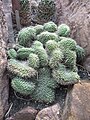 Echinopsis Thelegona