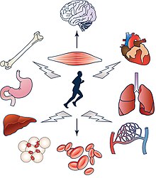 Exercise affects many organs Effects of exercise on the organ systems of the body (cropped).jpg