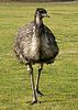 Emu zwyczajne