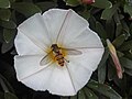 Ékfoltos zengőlégy (Episyrphus balteatus)