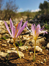Gener: Flors alpines al cim del Carrascar de Parcent (994 m), a l'oest del municipi de Parcent, Marina Alta (País Valencià).