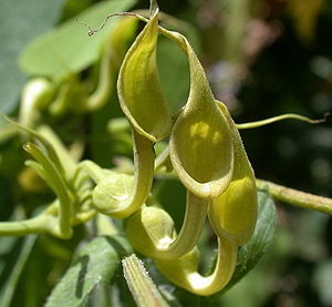 쥐방울덩굴(Aristolochia contorta)