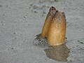 Geoduck-simpukasta (Panopea generosa) näkyvät vain sifonien päät hiekasta.