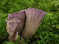 stročkovec kyjovitý (Gomphus clavatus)