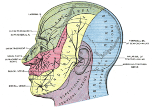 Sensory areas of the head, showing the general...