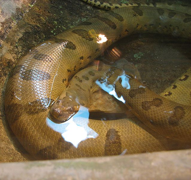 Anaconda in enclosure
