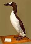 A Great Auk specimen in the Royal Belgian Institute of Natural Sciences