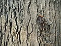 Kora (Gymnocladus dioicus)