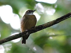 Description de l'image Heterocercus aurantiivertex Orange-crested Manakin; Yasuni National Park, Ecuador.jpg.