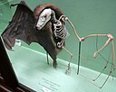 ☎∈ A preserved fruit bat showing how the skeleton fits inside its skin.