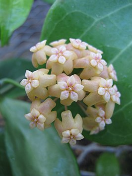 Hoya samoensis