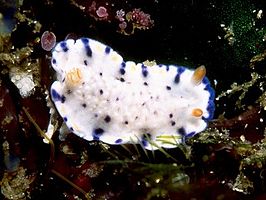 Hypselodoris sagamiensis