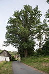 Sommereiche (Quercus robur)