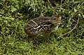 Indian spotted chevrotain