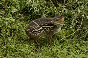 Small brown deer