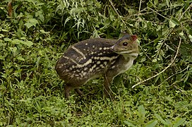 Moschiola indica, un Tragulidae