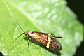 Nemophora degeerella