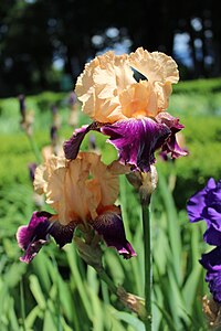 Border iris present in the gardens of Château de Vullierens