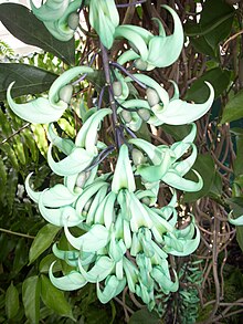 Jade vine flowers at The Enid A. Haupt Conservatory at the New York Botanical Garden