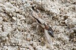 Jumping spider with prey.jpg