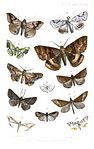 Lepidoptera2ButlerPZSL1867.jpg