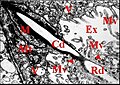 Fig. 21 - Leptyphantes sanctivincentii, glande segmentaire rétrognathocoxale, canalicules récepteur et conducteur. Cd, canalicule conducteur ; Ex, cavité extracellulaire ; M, matériel osmiophile ; Mt, mitochondrie ; Mv, microvilli ; Rd, canalicule récepteur ;V, vésicules