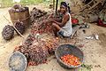 Hausta oljepalmefrukt i Liberia