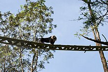 Lion-tailed macaque (Macaca silenus) on the canopy bridge in Annamalai Hills Lion tailed macaque canopy bridge.jpg