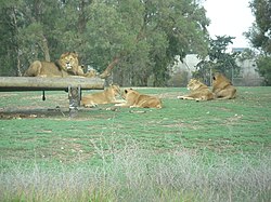 אריות בספארי ברמת-גן