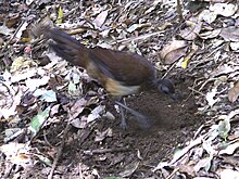 Lyrebird Albert f 20091125.JPG