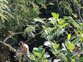 Ein Langur im Kapati-Nationalpark