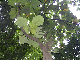 Macaranga gigantea