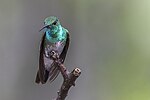 Miniatura per Colibrí amazília de manglar