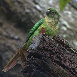 Maroon-bellied Conures are popular conures as pets